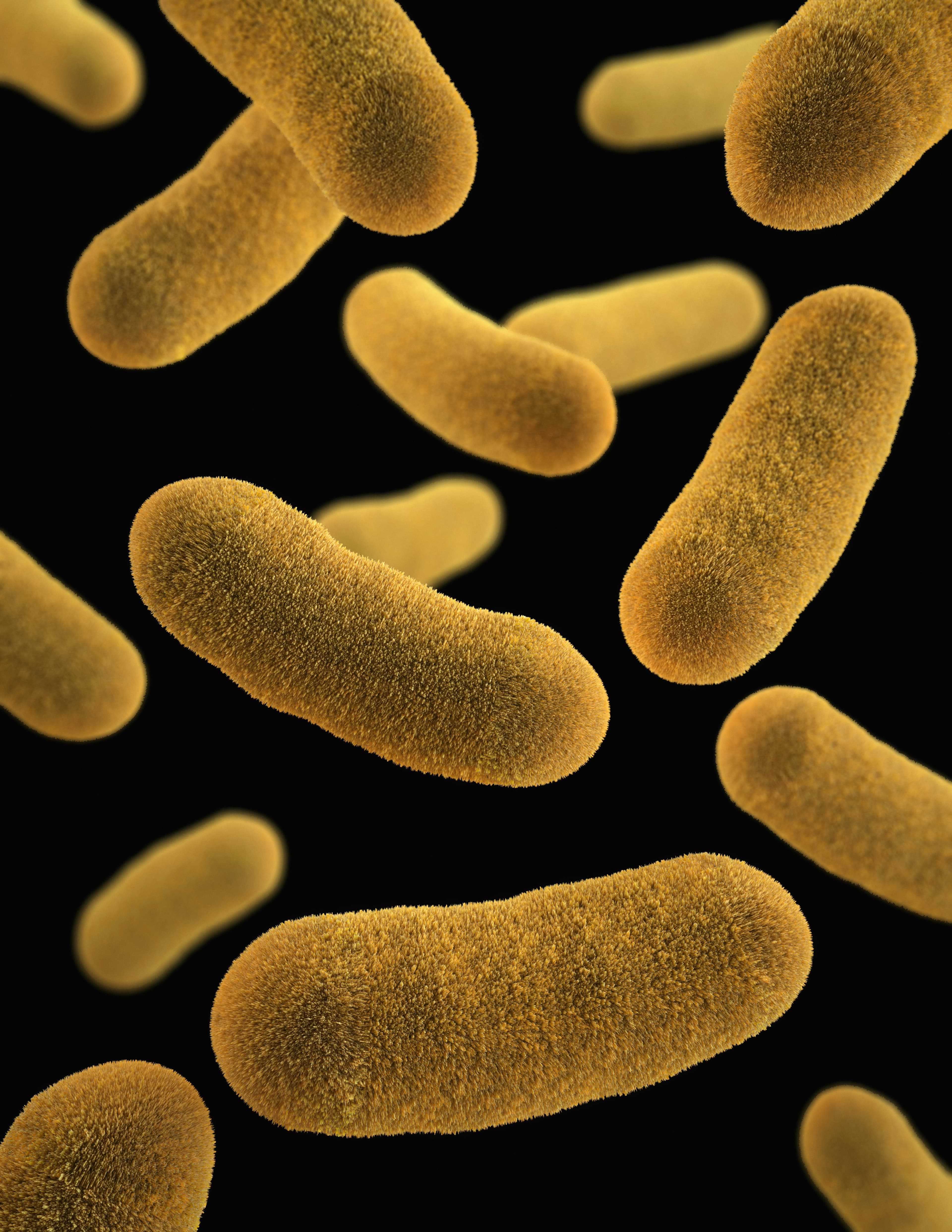 bacteria